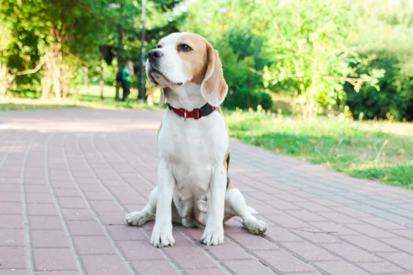 parkta bir yürüyüş için Beagle