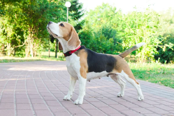 parkta bir yürüyüş için Beagle
