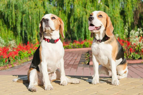 parkta bir yürüyüş için Beagle