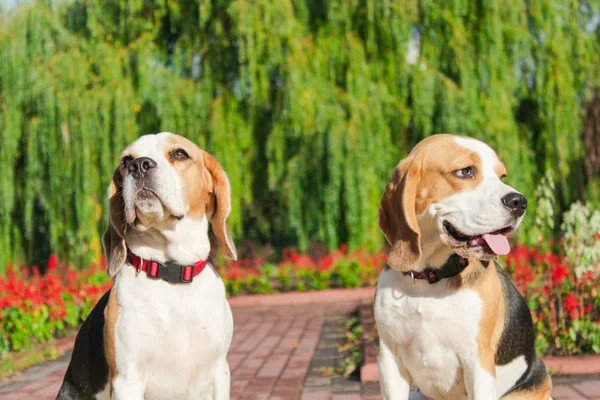 parkta bir yürüyüş için Beagle