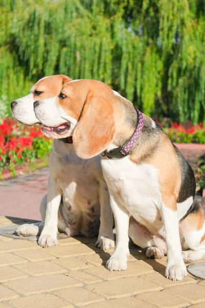 parkta bir yürüyüş için Beagle