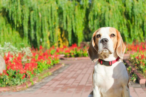 Beagle Pour Une Promenade Dans Parc — Photo