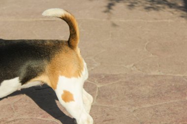 bir yaz parkta iki beagles