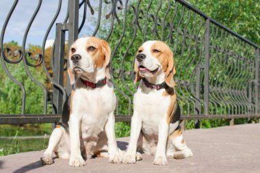 bir yaz parkta iki beagles