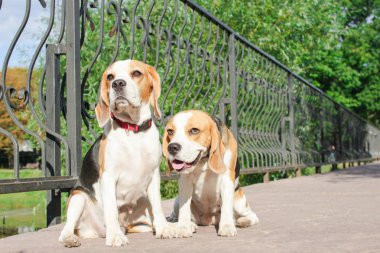 bir yaz parkta iki beagles