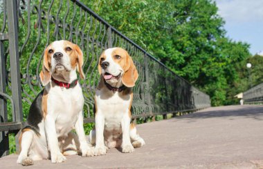 bir yaz parkta iki beagles