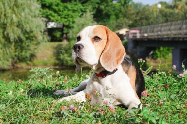 bir yaz parkta iki beagles