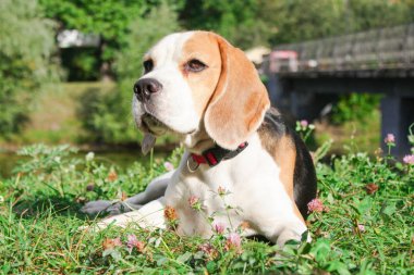 bir yaz parkta iki beagles