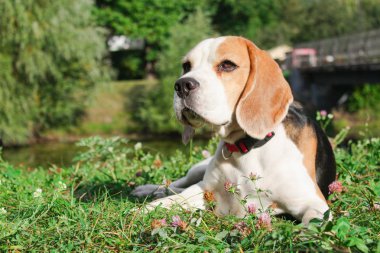 bir yaz parkta iki beagles