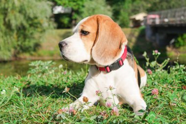 bir yaz parkta iki beagles