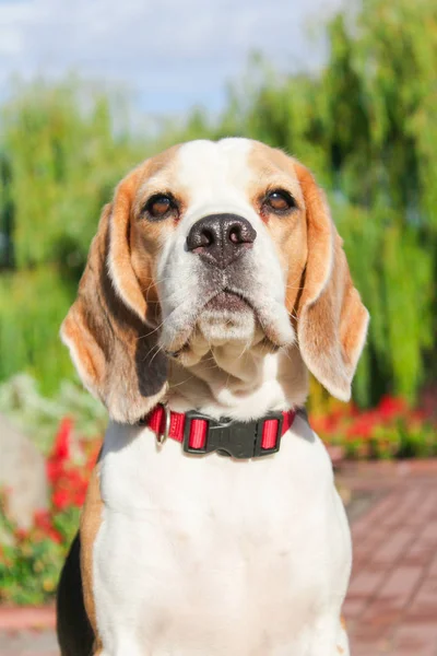 bir yaz parkta iki beagles