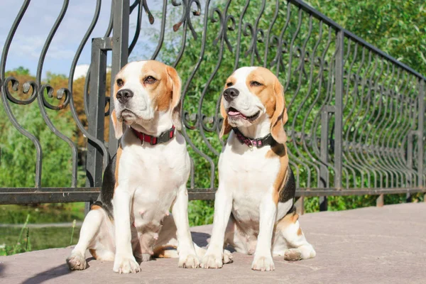 bir yaz parkta iki beagles