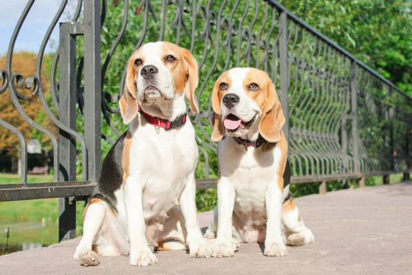 bir yaz parkta iki beagles