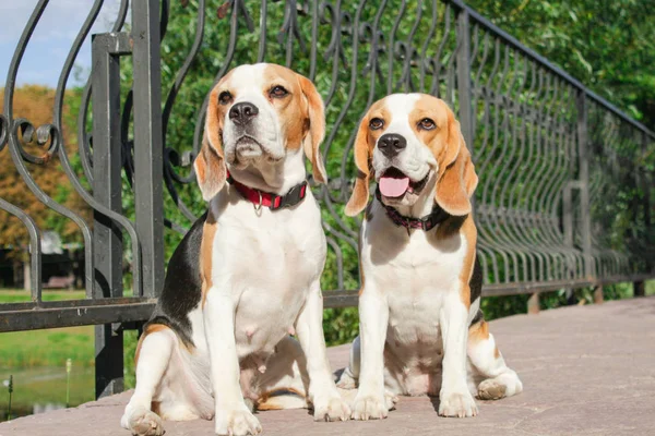 bir yaz parkta iki beagles