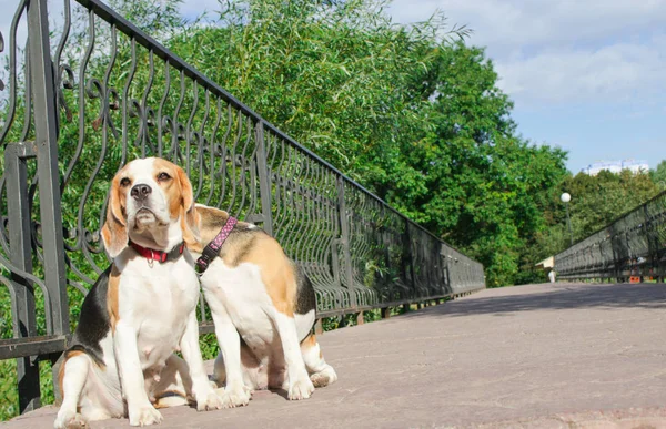 bir yaz parkta iki beagles