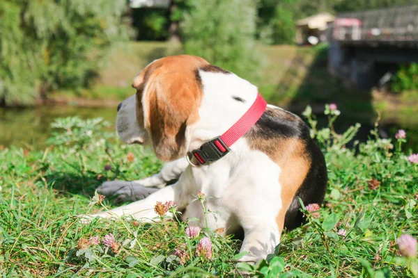 Deux Beagles Dans Parc Été — Photo