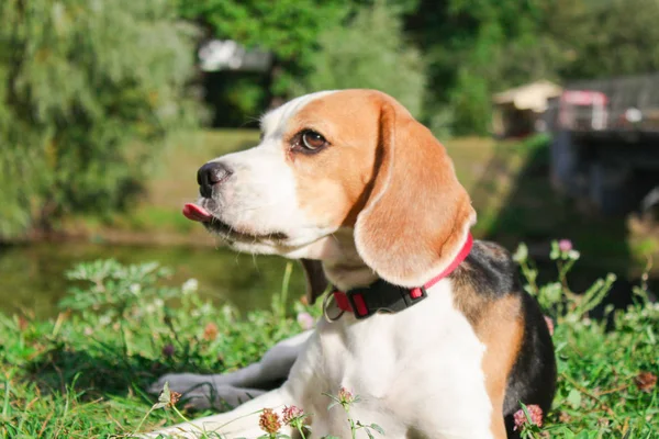 Dois Beagles Parque Verão — Fotografia de Stock