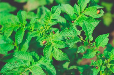 Patates bitki üzerinde Colorado Böcek larvası