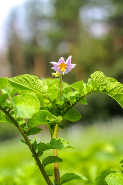 Larva Colorado Beetle Potato Plant — Stock Photo, Image