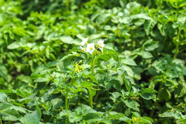 Larva Colorado Skalbagge Potatis Växt — Stockfoto