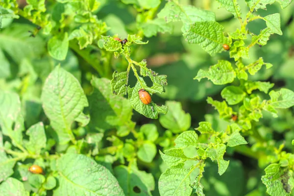 Larva Colorado Skalbagge Potatis Växt — Stockfoto