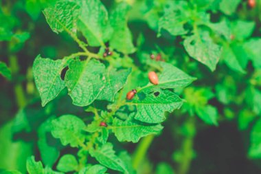 Patates bitki üzerinde Colorado Böcek larvası