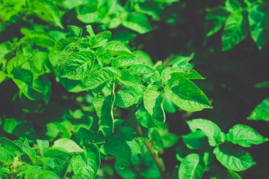 Patates bitki üzerinde Colorado Böcek larvası