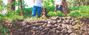 Bernese dağ köpeği dışında yaz poz.