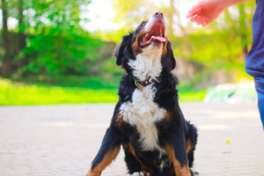 Bernese dağ köpeği dışında yaz poz.