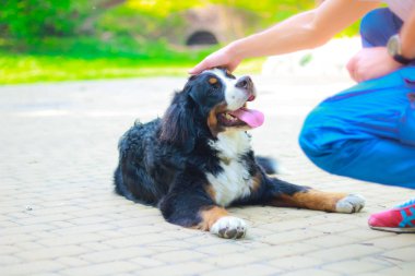 Bernese dağ köpeği dışında yaz poz.