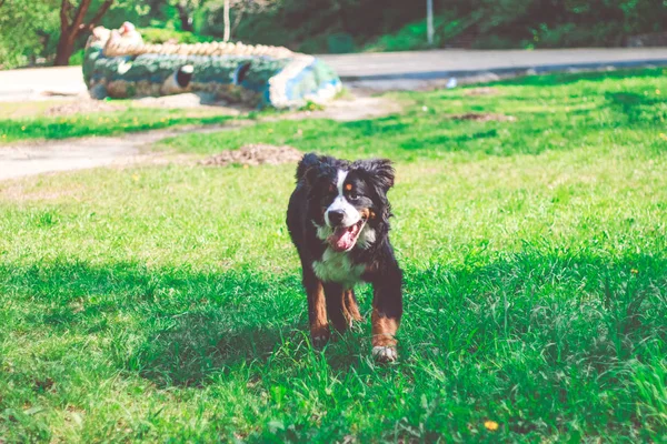 Chien Montagne Bernois Posant Été Extérieur — Photo