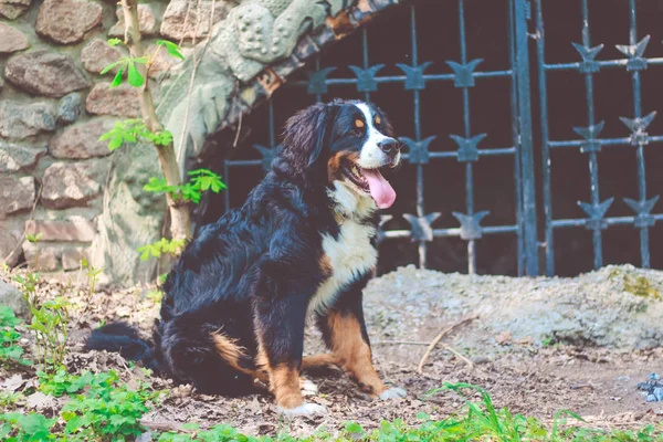 Chien Montagne Bernois Posant Été Extérieur — Photo