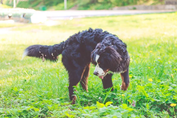 Chien Montagne Bernois Posant Été Extérieur — Photo