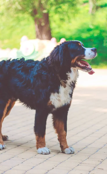 Chien Montagne Bernois Posant Été Extérieur — Photo