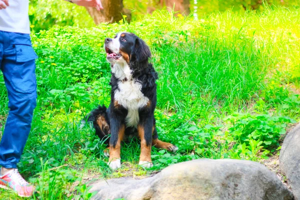 Chien Montagne Bernois Posant Été Extérieur — Photo