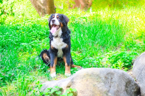伯尔尼山狗在夏天在外面摆姿势 — 图库照片