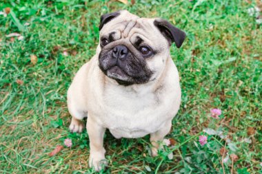 yeşil çimenlerin üzerinde pug
