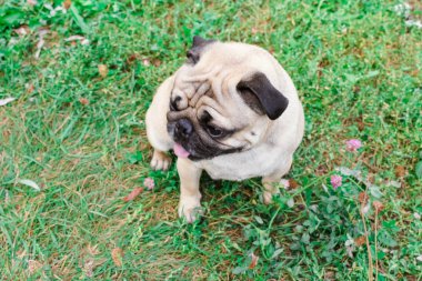 yeşil çimenlerin üzerinde pug