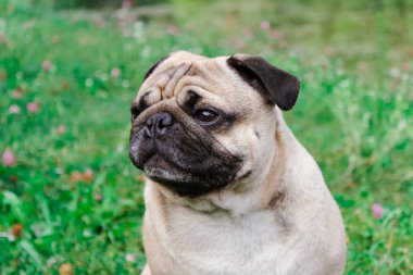 yeşil çimenlerin üzerinde pug