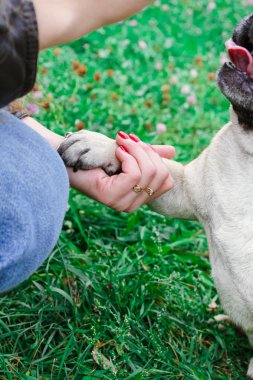 yeşil çimenlerin üzerinde pug