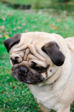 yeşil çimenlerin üzerinde pug