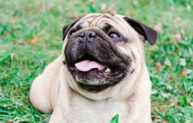 yeşil çimenlerin üzerinde pug