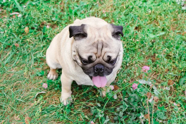 Pug Hierba Verde — Foto de Stock