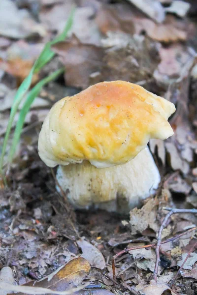 Cogumelos Floresta — Fotografia de Stock