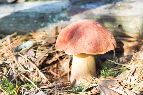 Bagas Verão Naturais Amoras Orgânicas — Fotografia de Stock