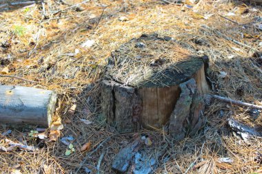 Yaz berry, doğal, organik böğürtlen