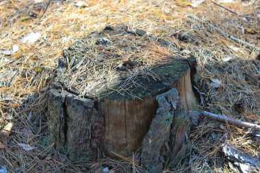 Yaz berry, doğal, organik böğürtlen