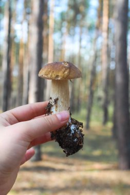 Yaz berry, doğal, organik böğürtlen