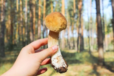 Yaz berry, doğal, organik böğürtlen