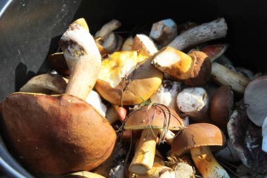 Yaz berry, doğal, organik böğürtlen